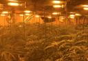 Cannabis plants found by police at a cannabis factory in Southampton